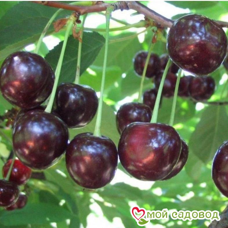 Вишня Шоколадница